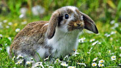 Meraklı Tavşan 3 merakli-tavsan